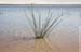 With the 1st rain directly the plants start to flourish� - Lencois Maranhenses